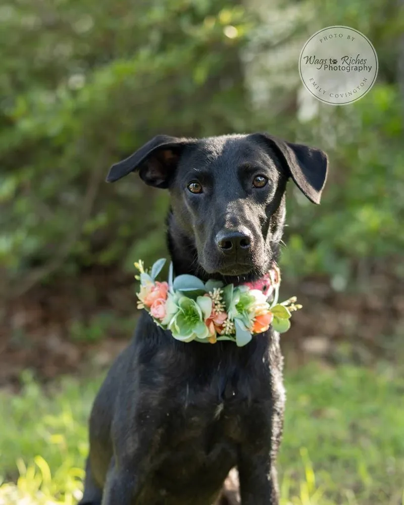 A young medium-sized female Black Labrador Retriever dog named Carrie  In the for adoption in Tuscaloosa, AL