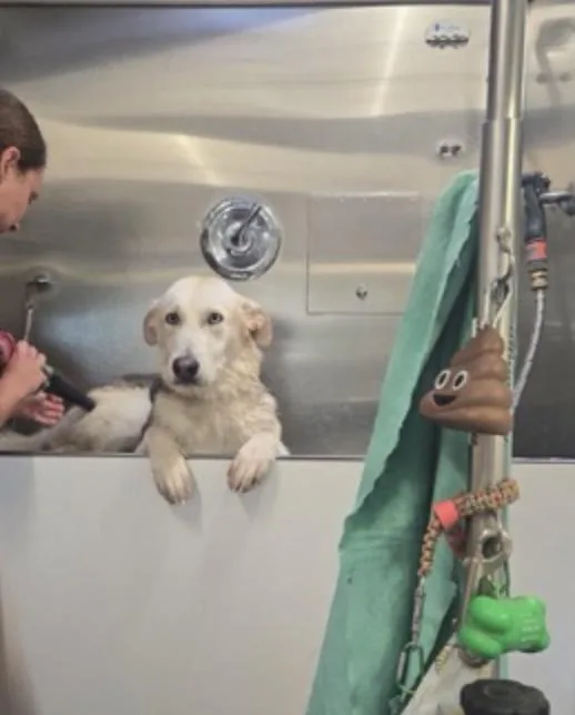 Sunshine thumbnail 3