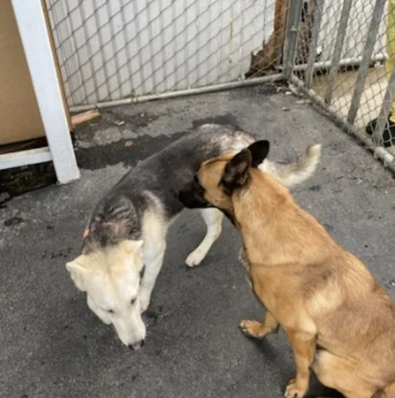 Sunshine thumbnail 4