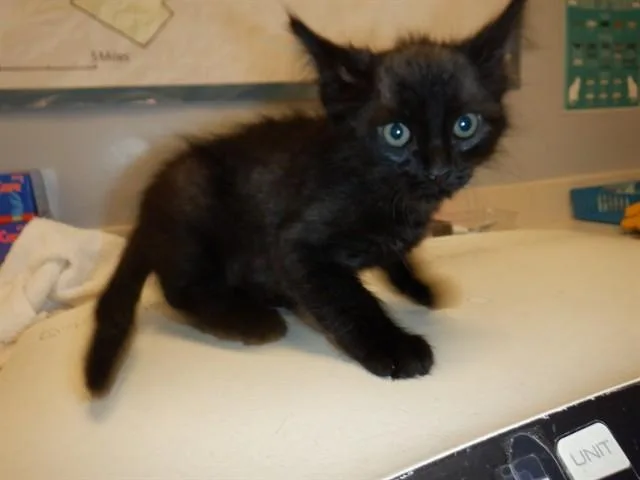 A baby small-sized male Domestic Short Hair cat named Rudy for adoption in San Jose, CA