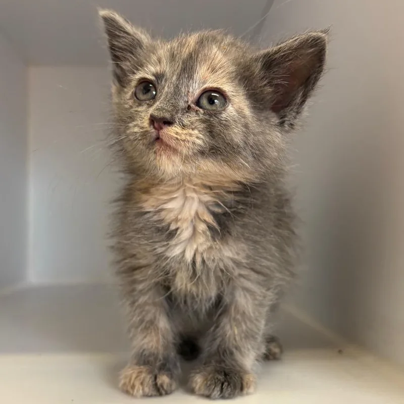 A baby small-sized female Tortoiseshell Domestic Short Hair cat named Bertie for adoption in Kanab, UT