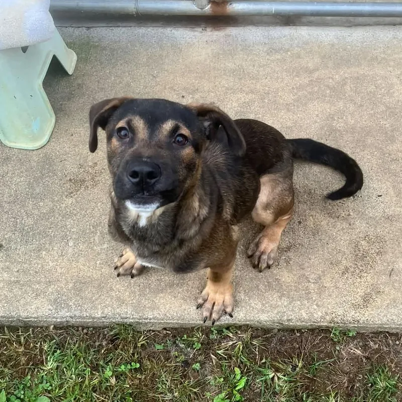 A baby medium-sized female Black Shepherd dog named Parker for adoption in Alexandria, VA