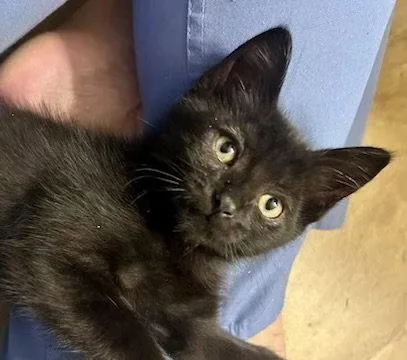 A baby medium-sized male Domestic Short Hair cat named Clover for adoption in Phoenix, AZ