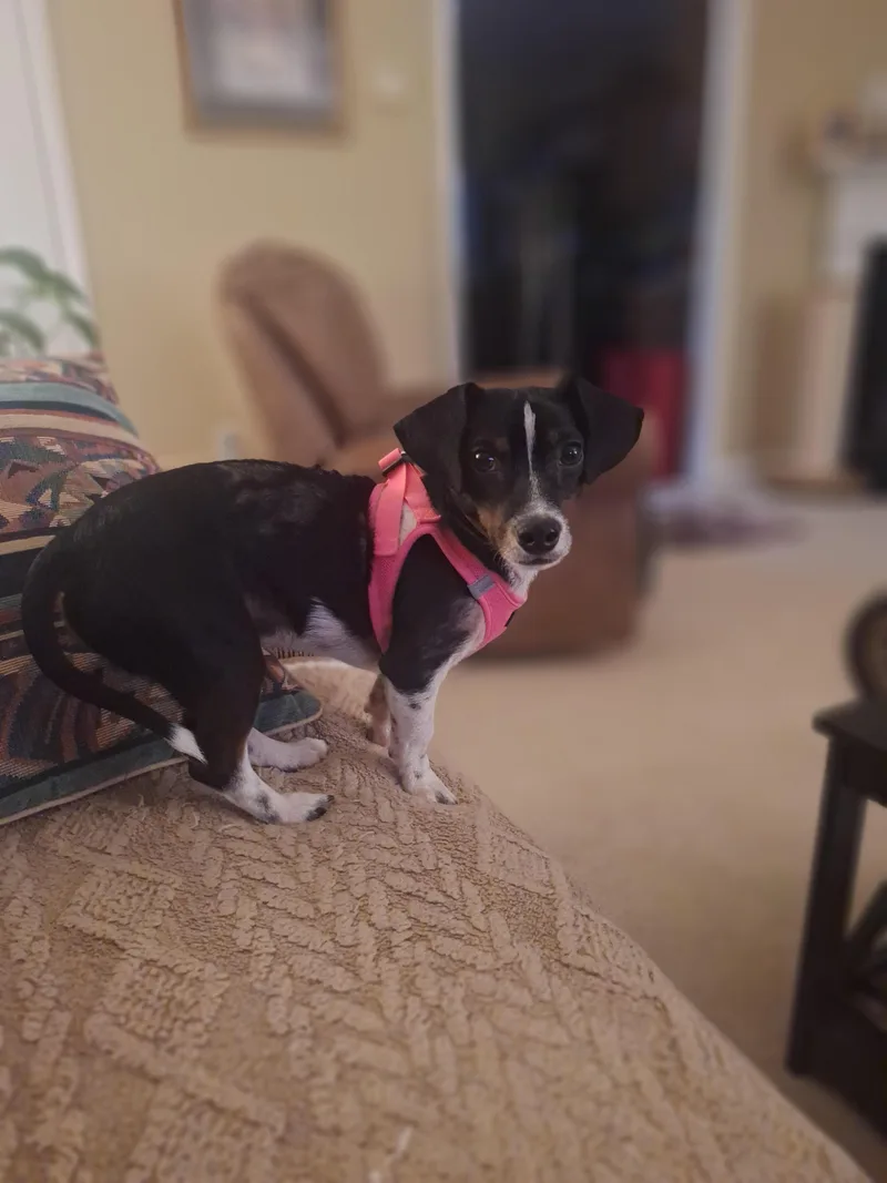 Charlie Brown thumbnail 2