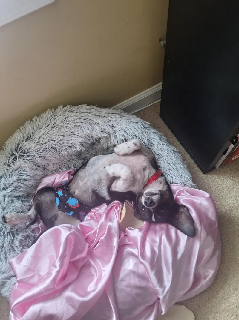 Charlie Brown thumbnail 3