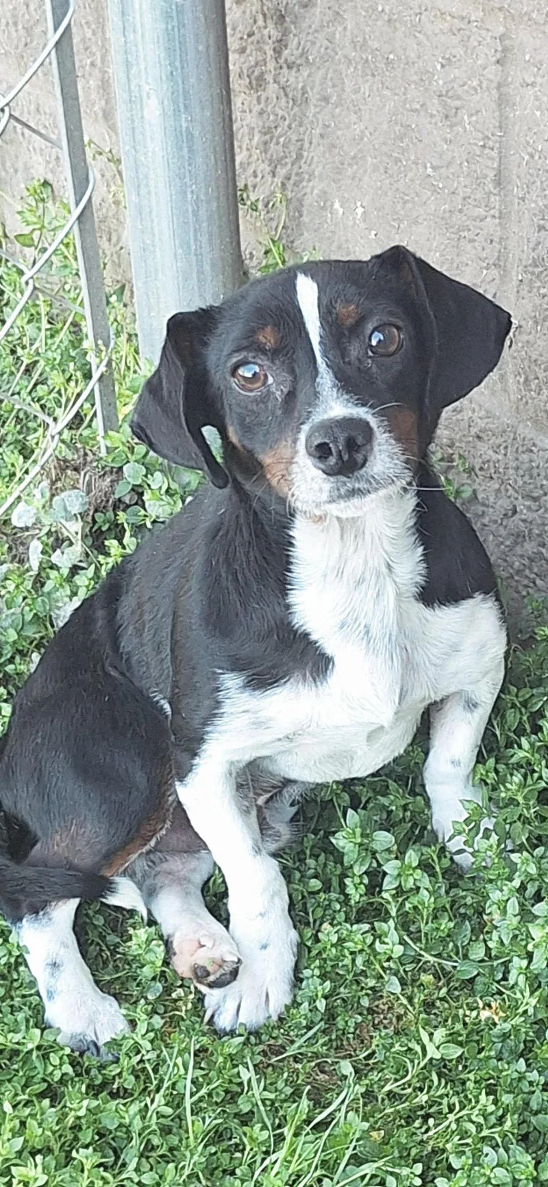 Charlie Brown thumbnail 4