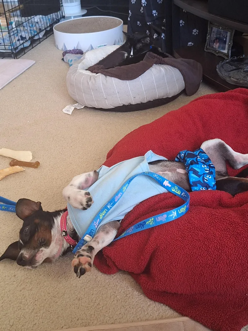 Charlie Brown thumbnail 6