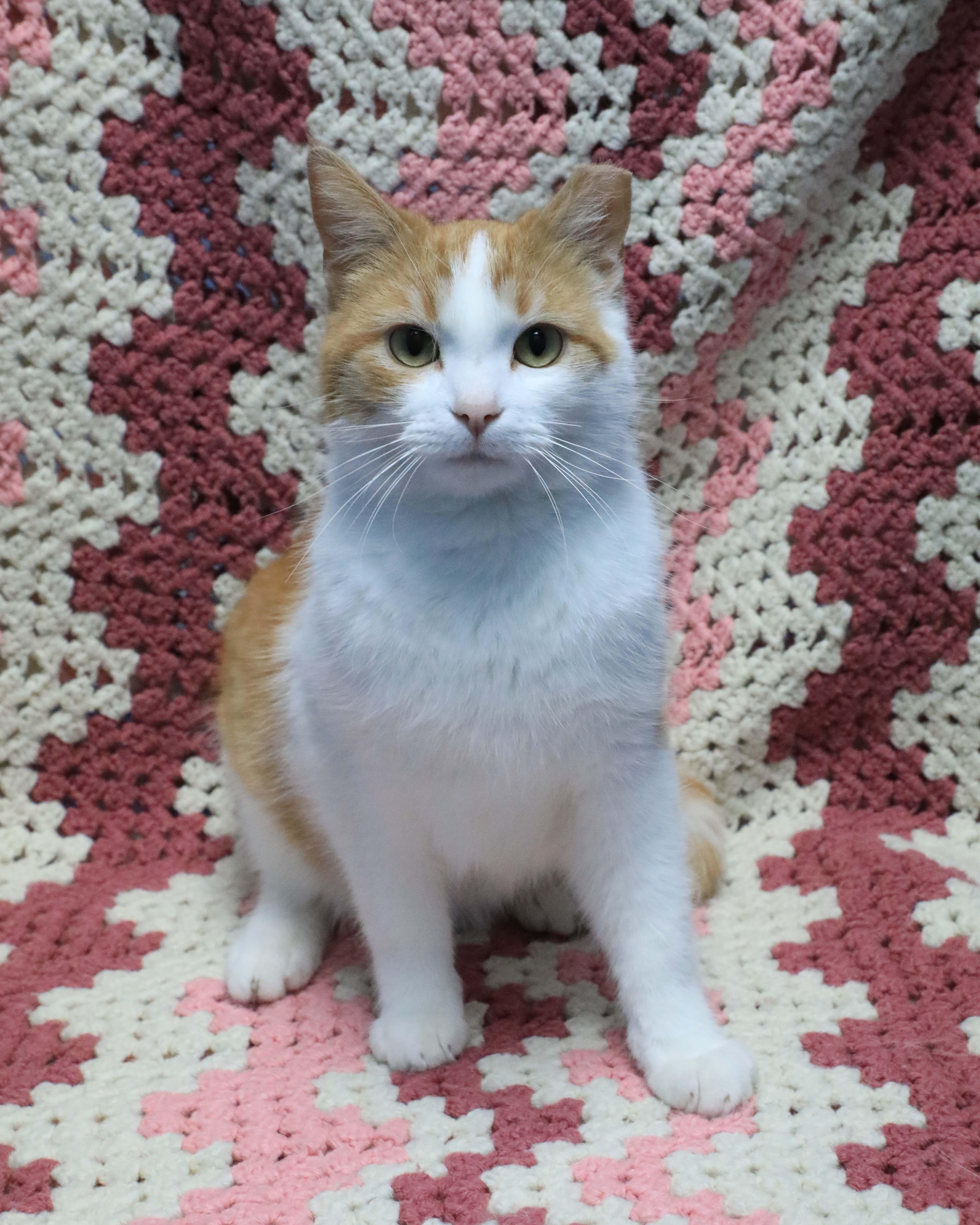 A baby medium-sized male Orange & White Domestic Short Hair cat named Lucky for adoption in Rock Falls, IL