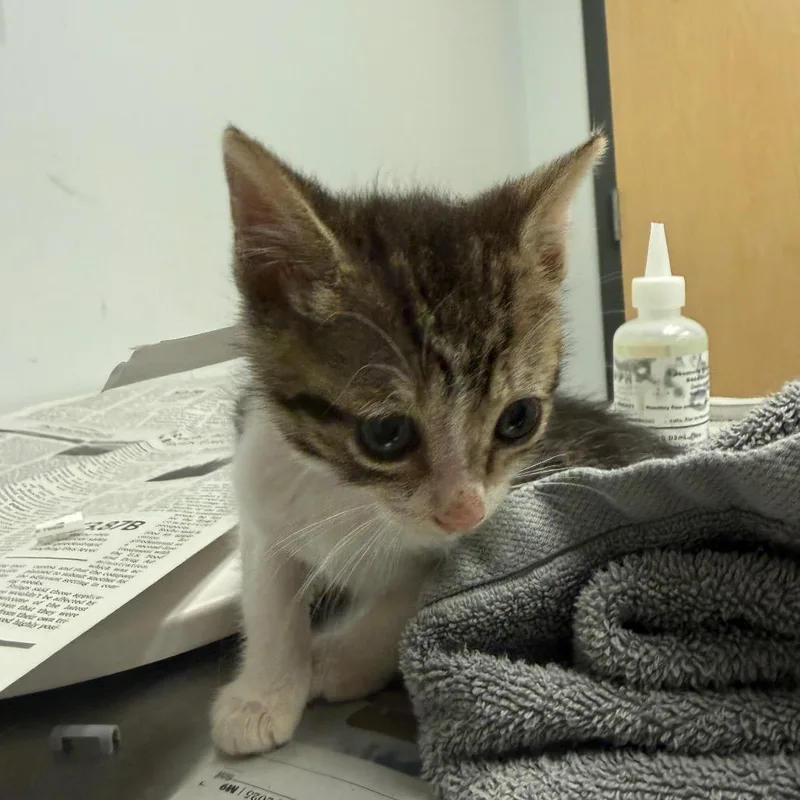A baby small-sized female Brown / Chocolate Domestic Short Hair cat named Riddle for adoption in Jacksonville, FL
