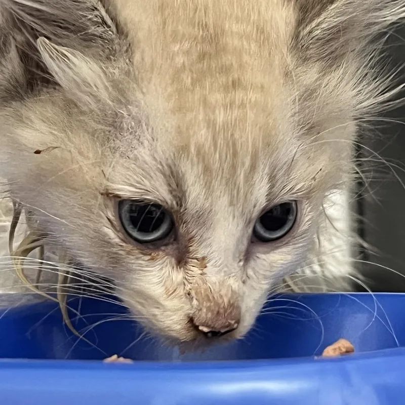 A baby small-sized male Domestic Medium Hair cat named Macchiato for adoption in Lynchburg, VA