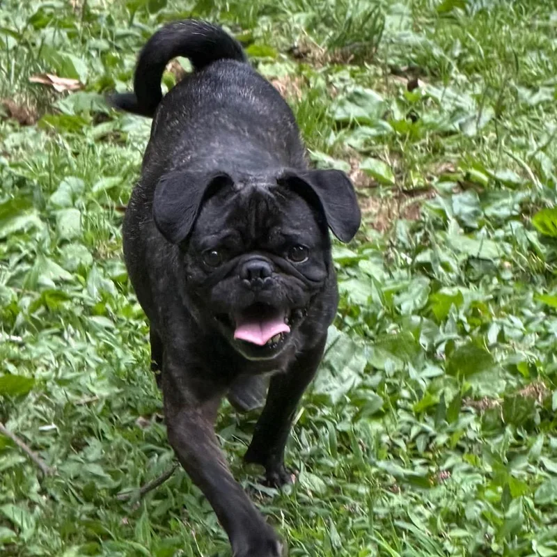 An adult medium-sized male Brindle Pug dog named Fudge for adoption in West Chester, PA