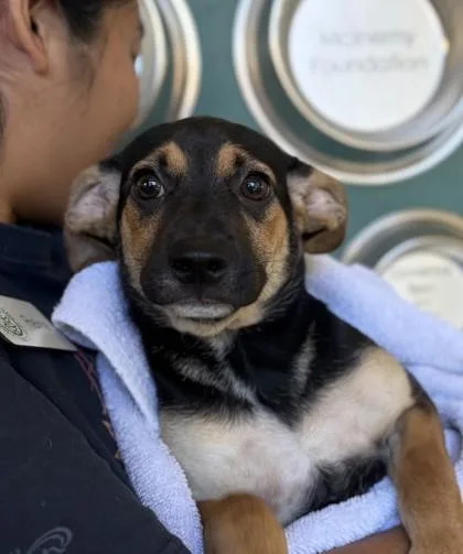 A baby small-sized female Mixed Breed dog named Zena for adoption in Honolulu, HI