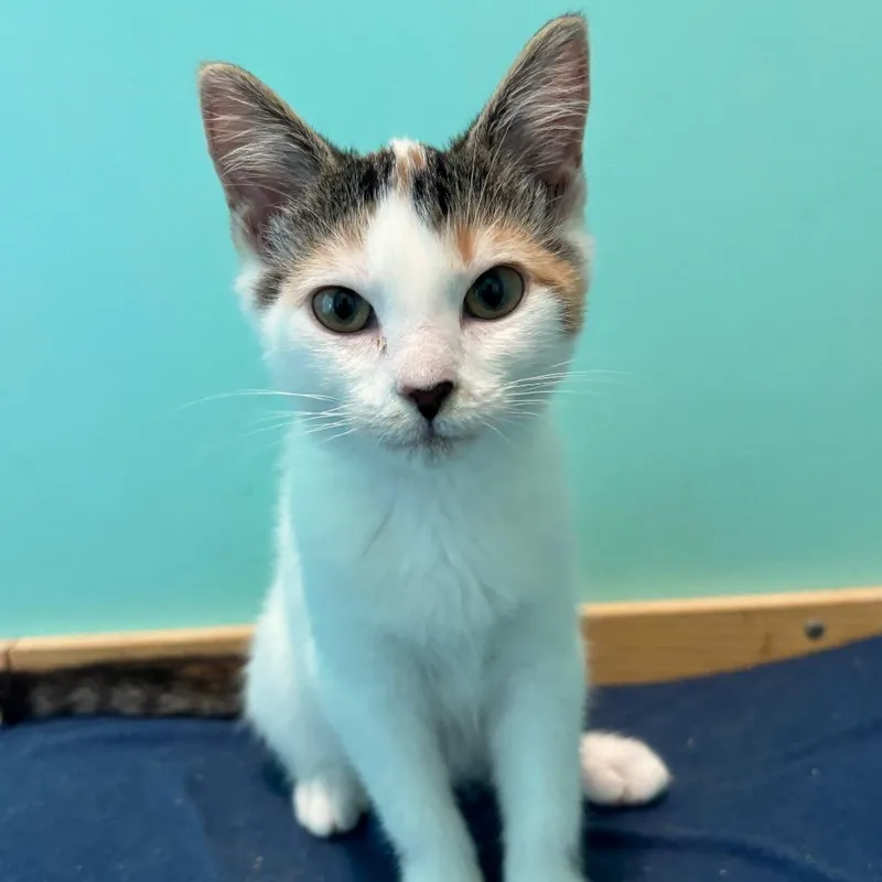 A baby small-sized female Calico Domestic Short Hair cat named Amelia for adoption in Falls Church, VA