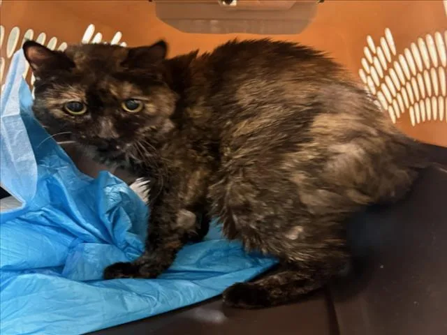 A senior small-sized female Domestic Short Hair cat named Jazz for adoption in Woodland, CA