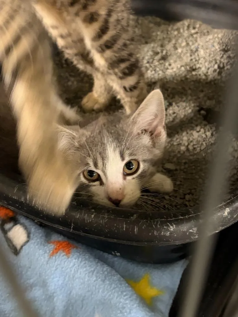 A baby small-sized male Domestic Short Hair cat named Parkour for adoption in Ada, OK