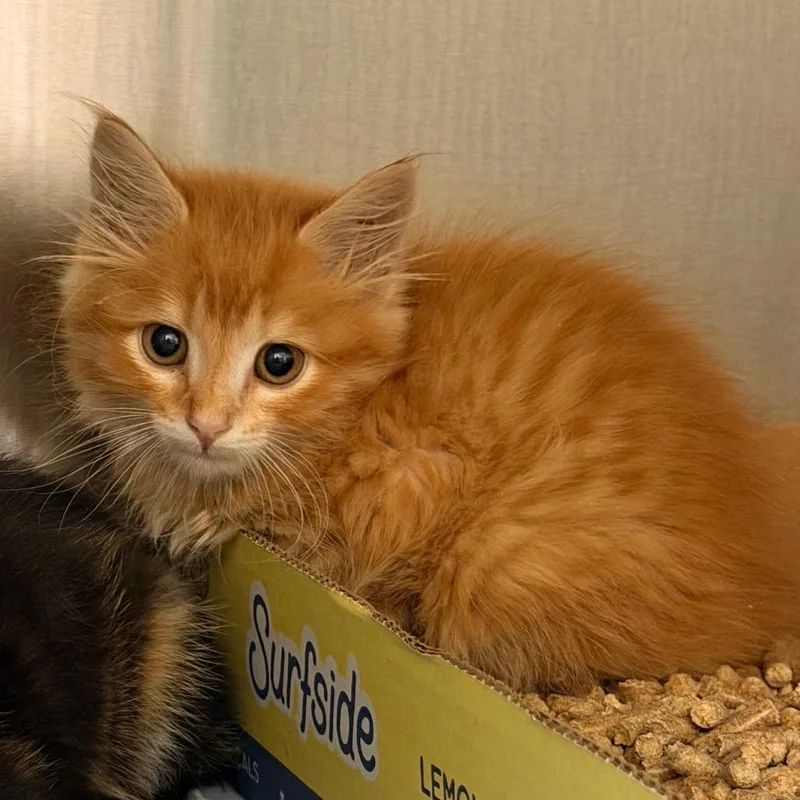 A baby small-sized male Orange / Red Domestic Short Hair cat named Dunkin for adoption in Lynchburg, VA