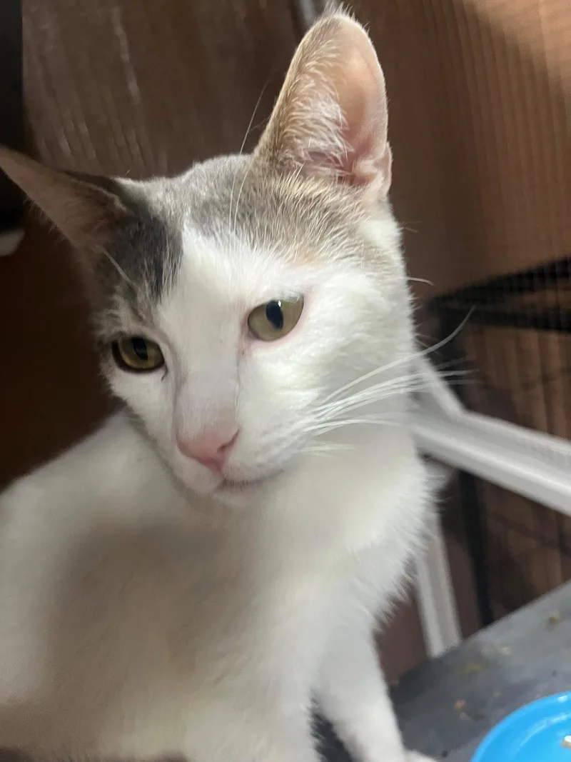 An adult medium-sized male Domestic Short Hair cat named Nova for adoption in Phoenix, AZ