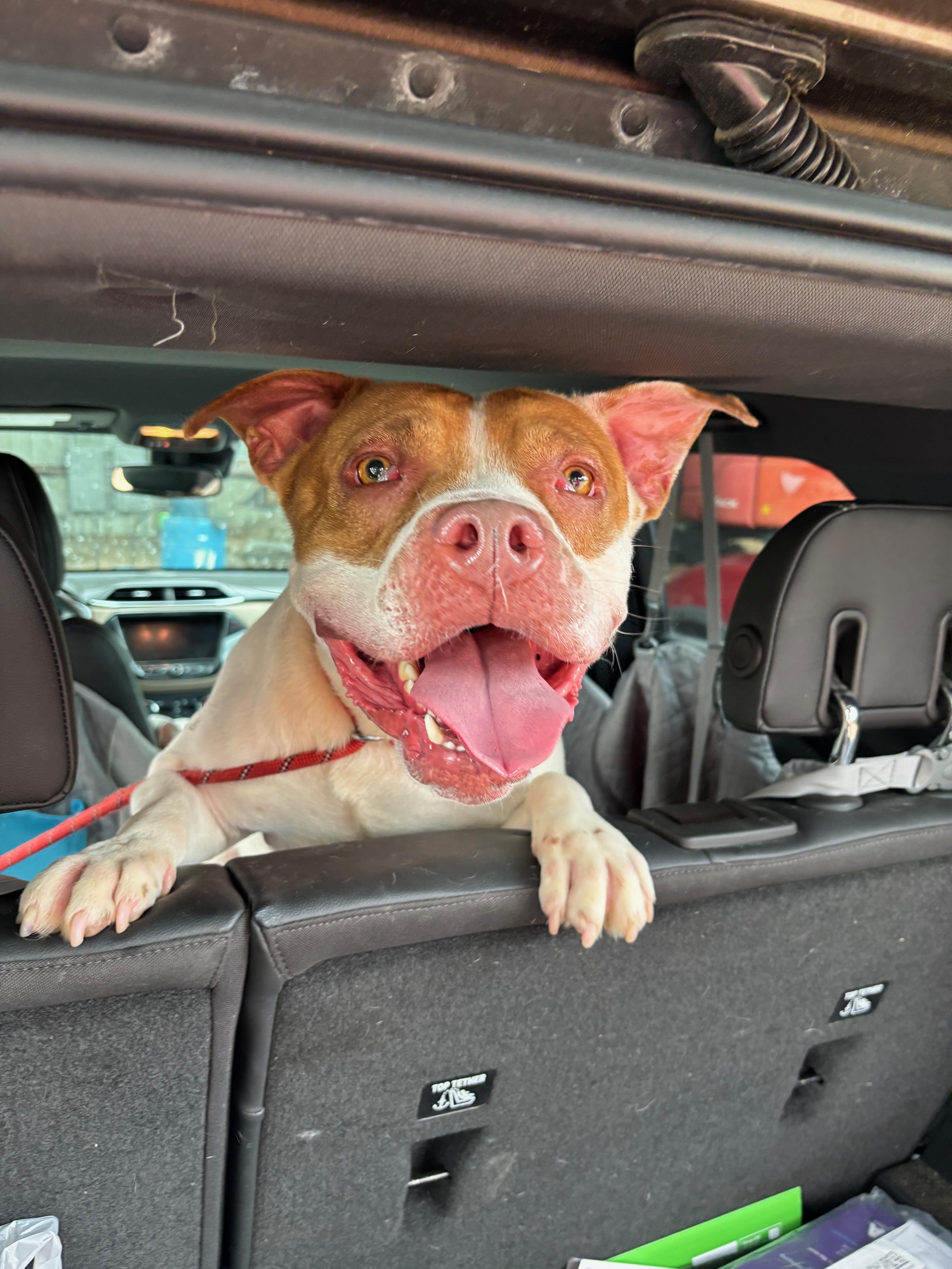 Prince Cannoli thumbnail 2