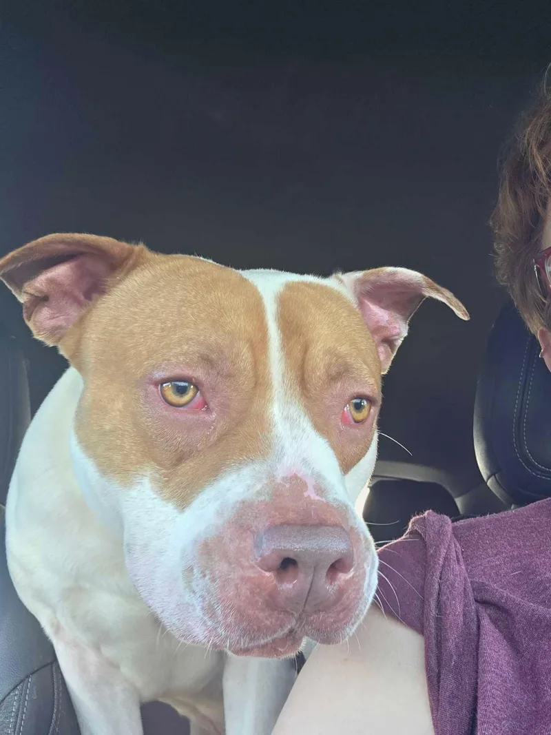 Prince Cannoli thumbnail 4