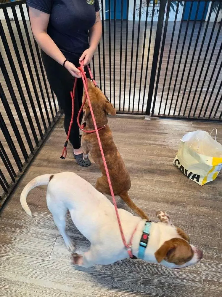 Prince Cannoli thumbnail 5