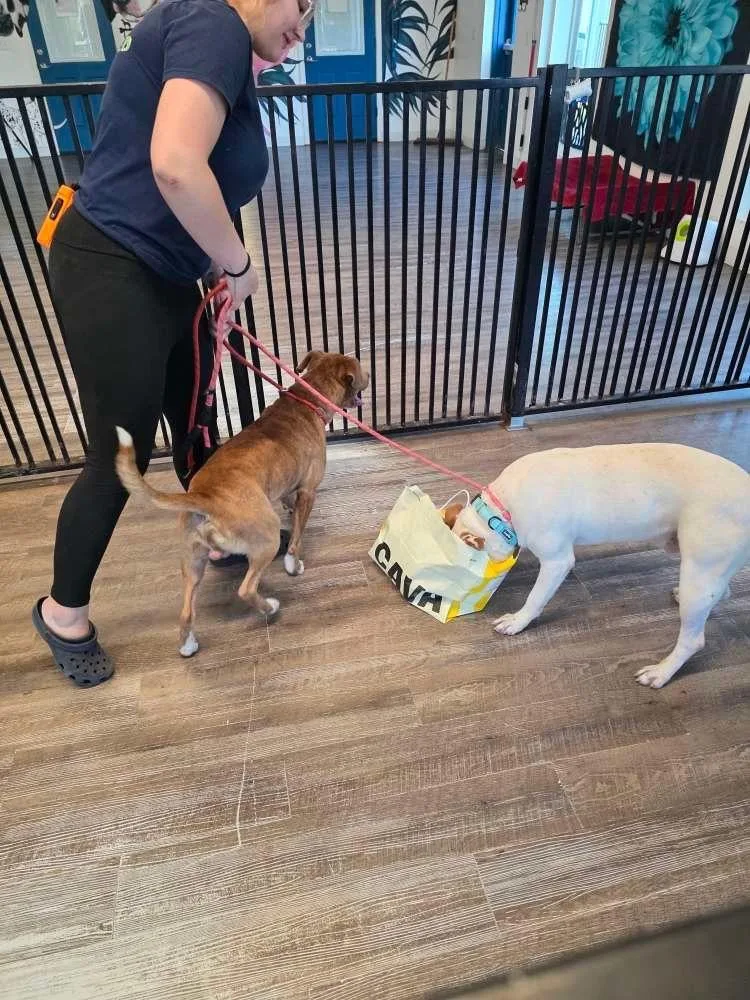 Prince Cannoli thumbnail 6