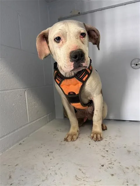 A young small-sized male Pit Bull Terrier dog named Tug for adoption in Sacramento, CA