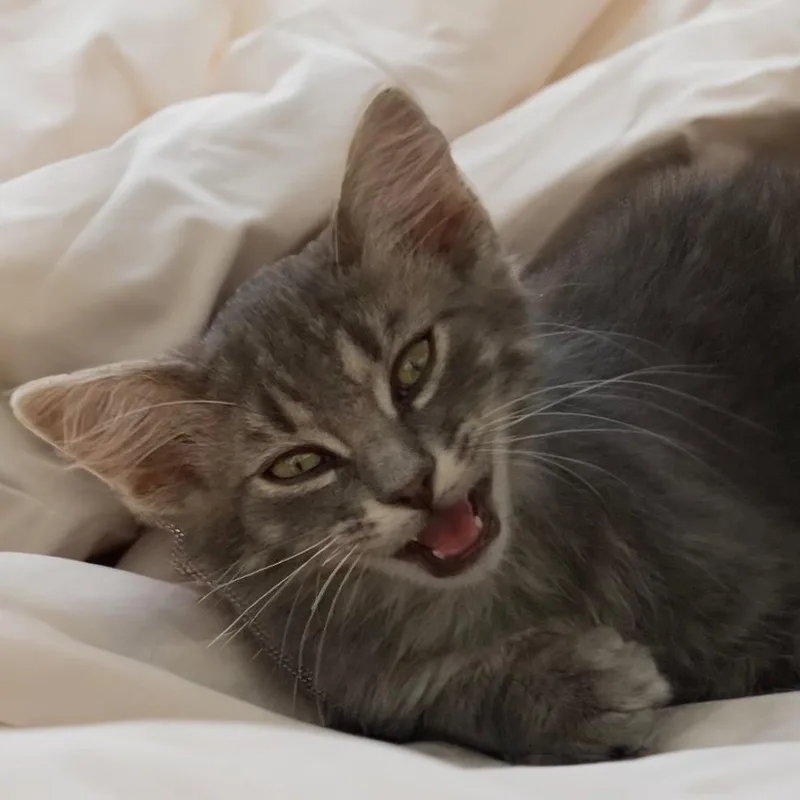 A baby small-sized male Gray / Blue / Silver Domestic Long Hair cat named Grey for adoption in Long Beach, CA