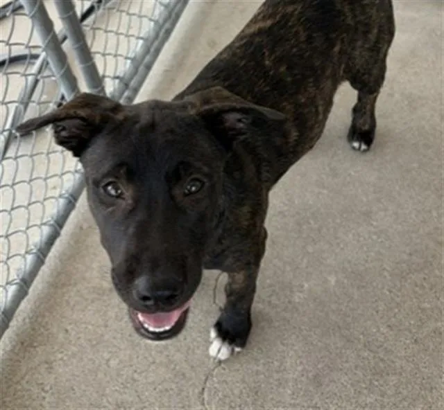 A young small-sized female Dutch Shepherd dog named Dark Chocolate for adoption in Bakersfield, CA