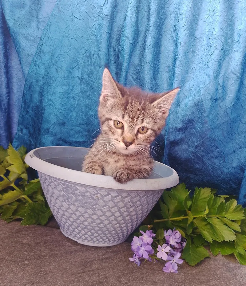 A baby medium-sized female American Shorthair cat named Helen for adoption in Thorofare, NJ