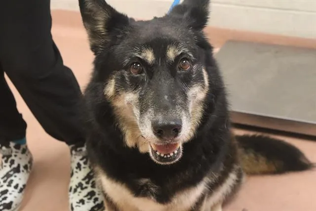 An adult large-sized female Mixed Breed dog named Dayla for adoption in Columbia, SC