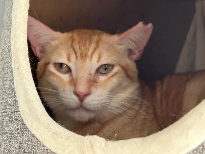 An adult extra large-sized male Domestic Short Hair cat named Sugar Paws for adoption in Honolulu, HI