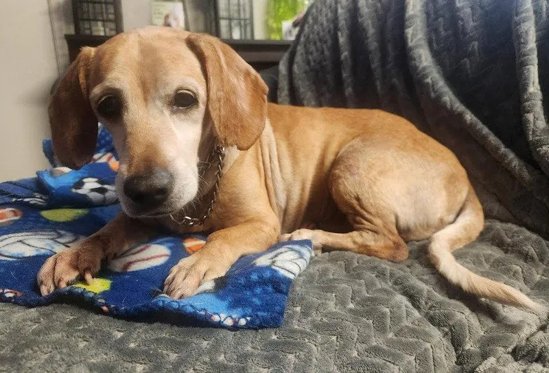 An adult medium-sized male Dachshund dog named Dublin for adoption in San Diego, CA