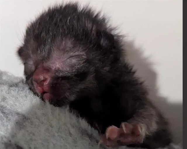 A baby medium-sized female Domestic Short Hair cat named Chocolate for adoption in Dallas, TX