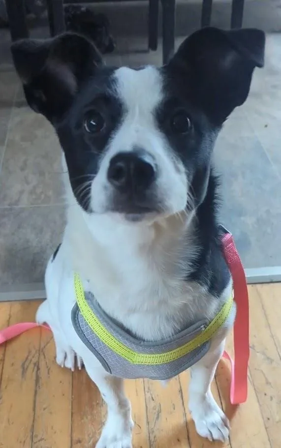 Sweet Pea thumbnail 2