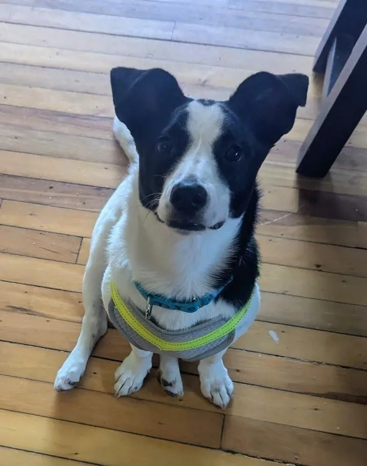 Sweet Pea thumbnail 3