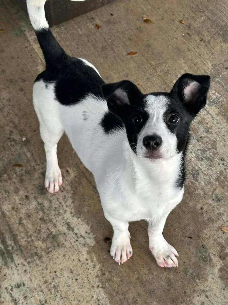 Sweet Pea thumbnail 4