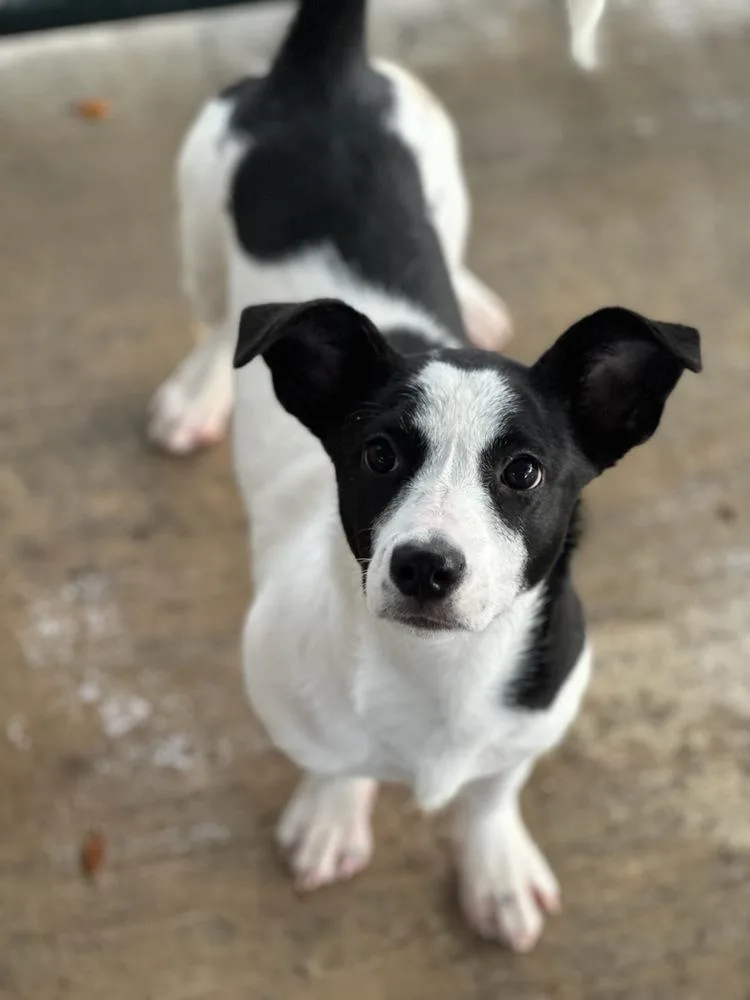 Sweet Pea thumbnail 5