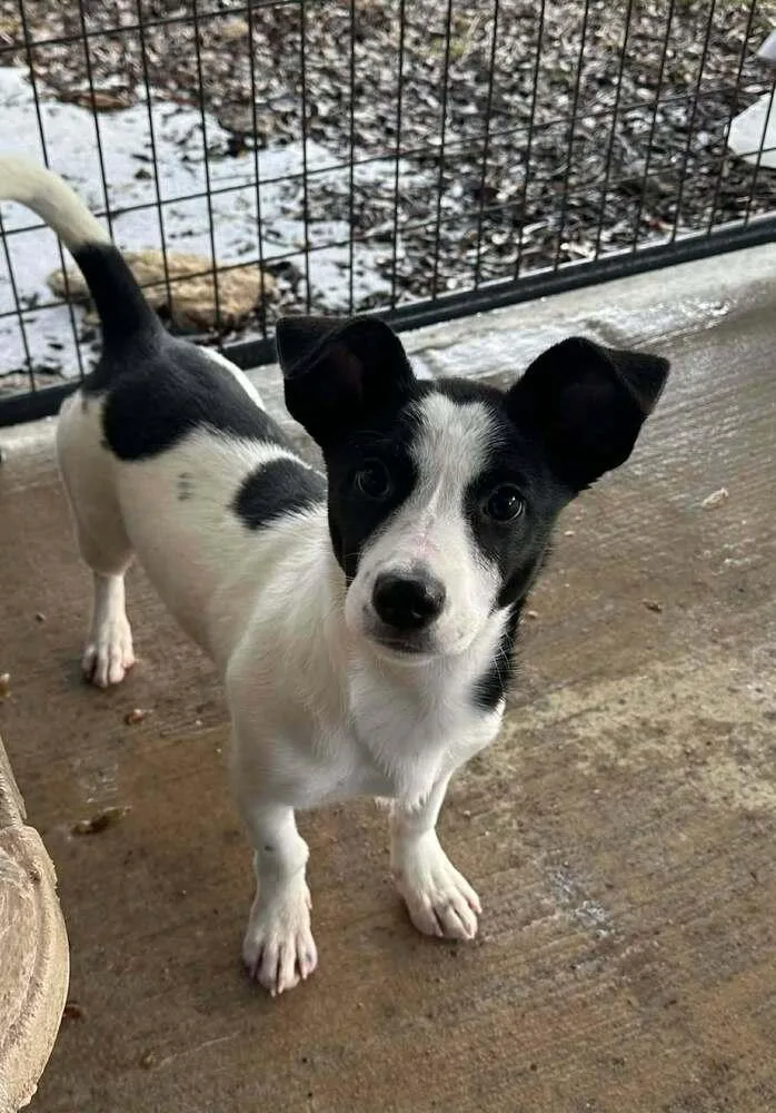 Sweet Pea thumbnail 6