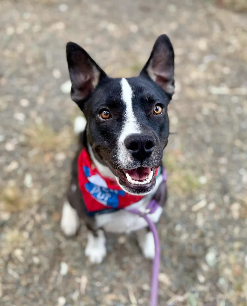 A young medium-sized male Black Border Collie dog named Beau for adoption in Rocklin , CA