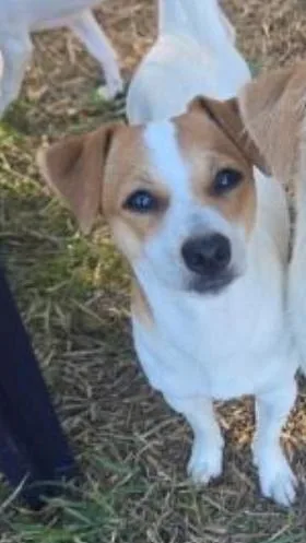 A young small-sized male Terrier dog named Lenny in TX for adoption in Cranston, RI