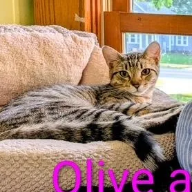 A baby medium-sized female Tabby (Brown / Chocolate) Domestic Short Hair cat named Olive for adoption in Owatonna, MN