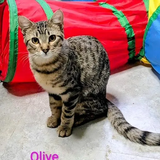 Olive thumbnail 2