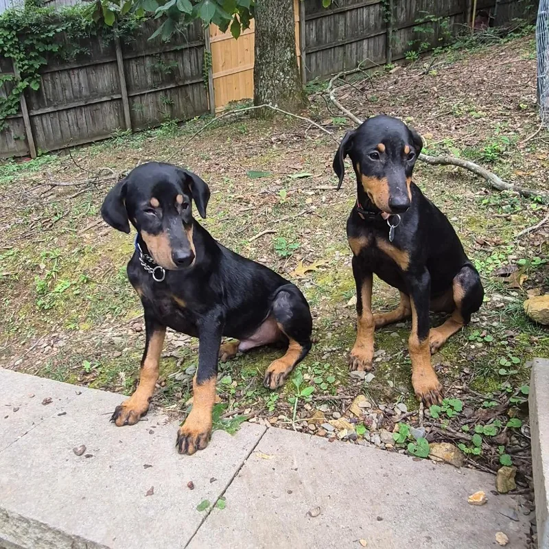 A baby large-sized male Black Doberman Pinscher dog named Knox for adoption in Duck River, TN