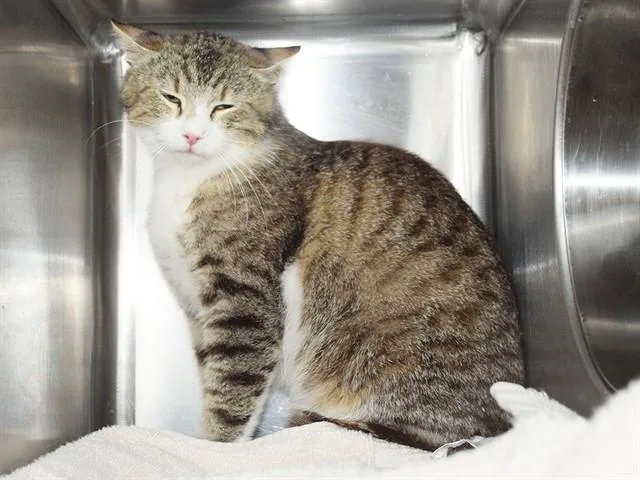 An adult medium-sized female Domestic Medium Hair cat named A for adoption in Sacramento, CA