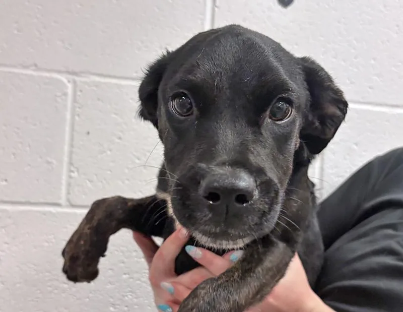 A young small-sized female Black Boxer dog named Zora for adoption in Columbus, IN
