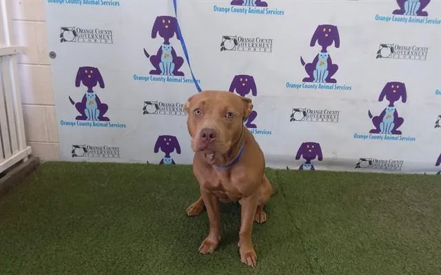 A young large-sized female Pit Bull Terrier dog named Tarot for adoption in Orlando, FL