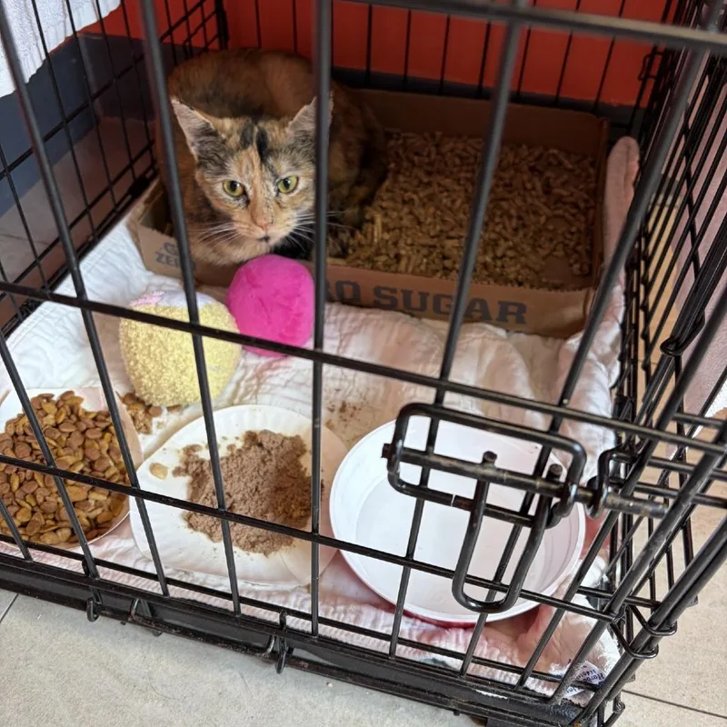 A young small-sized female Calico Domestic Short Hair cat named Lady for adoption in Newark, NJ