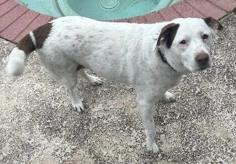 An adult medium-sized female White / Cream Labrador Retriever dog named Lola for adoption in Katy, TX