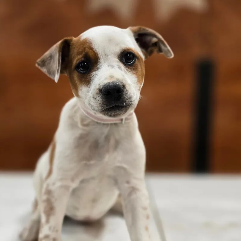 A baby medium-sized female White / Cream Cattle Dog dog named Mercy for adoption in Kissimmee, FL