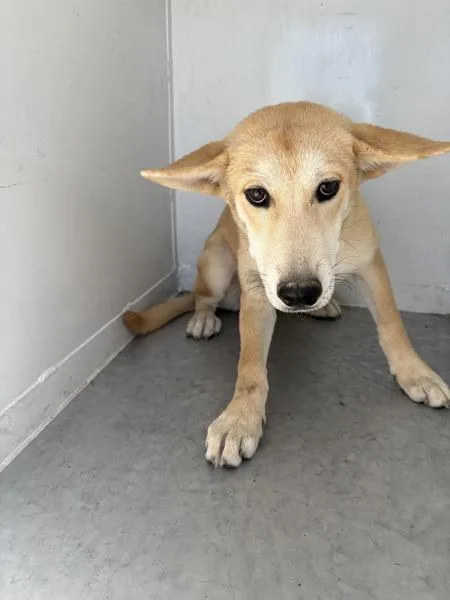 A young medium-sized female Shepherd dog named Kanga for adoption in Victorville, CA